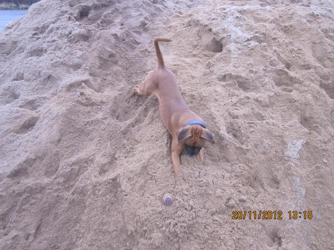 Blanding af racer Emma (hvil i fred <3) billede 28