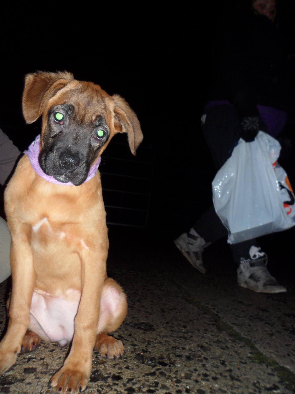 Blanding af racer Emma (hvil i fred <3) - 4 mdr gammel (: billede 21