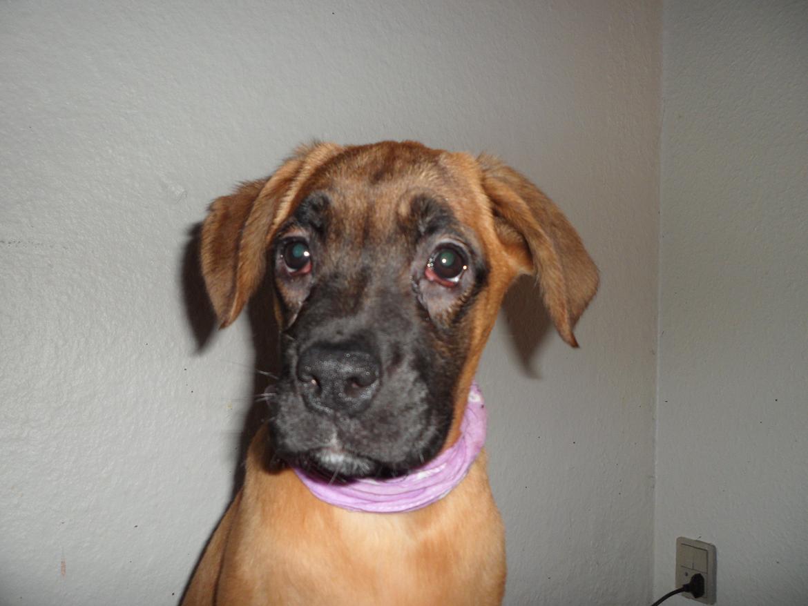 Blanding af racer Emma (hvil i fred <3) - 4 mdr gammel, det er et af de første billeder der er blevet taget af hende (: billede 20