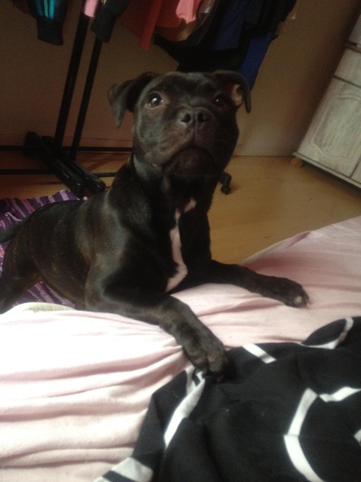 Staffordshire bull terrier Micka billede 13