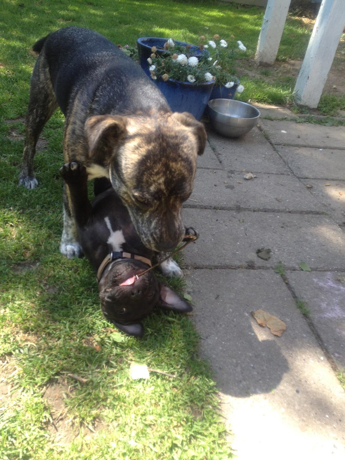 Blanding af racer Mynte billede 11