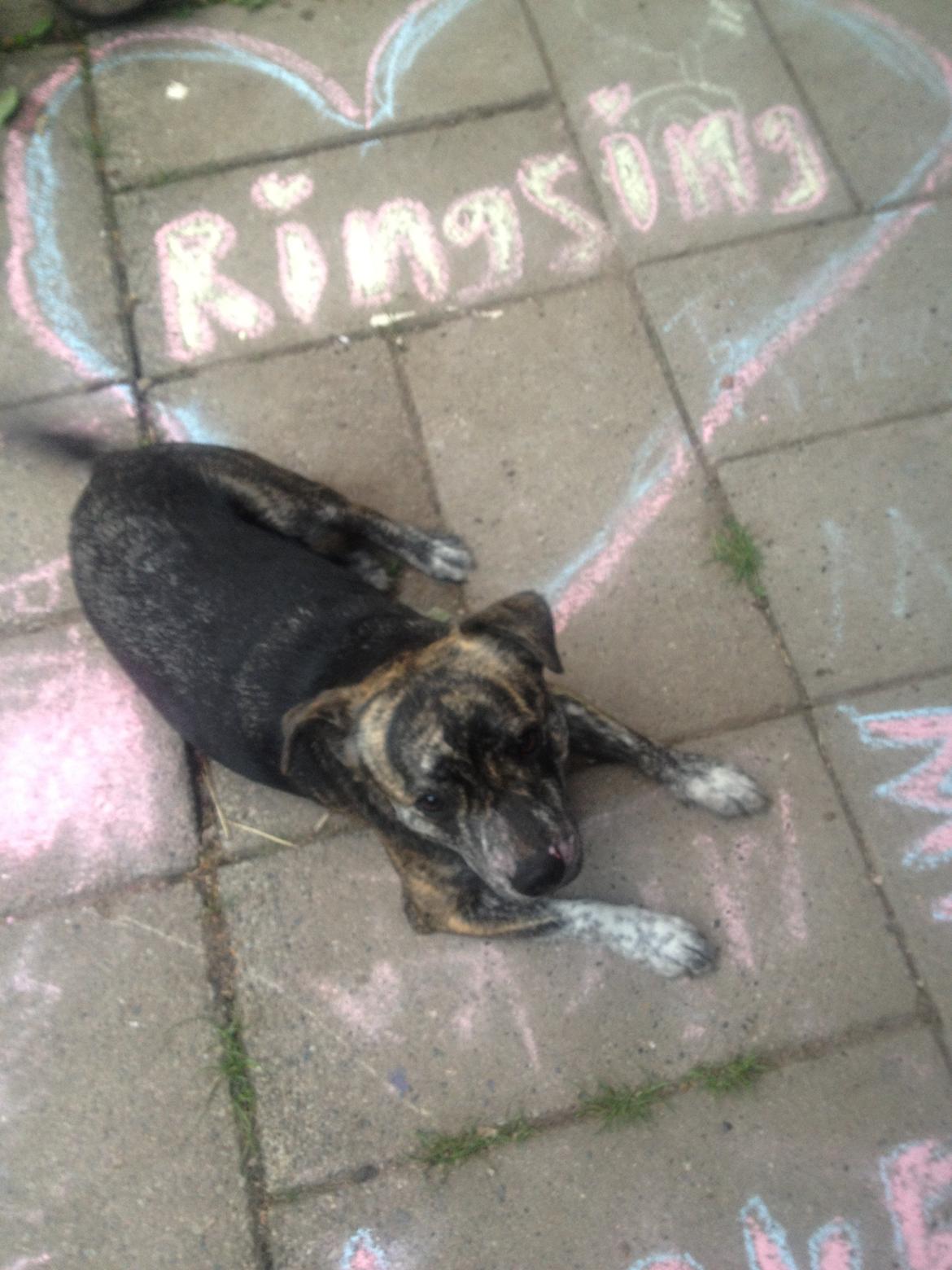 Blanding af racer Mynte billede 12