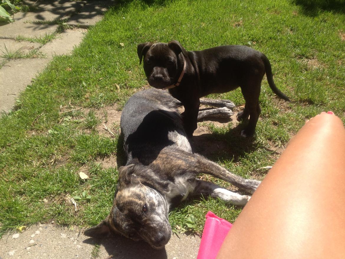 Blanding af racer Mynte billede 13