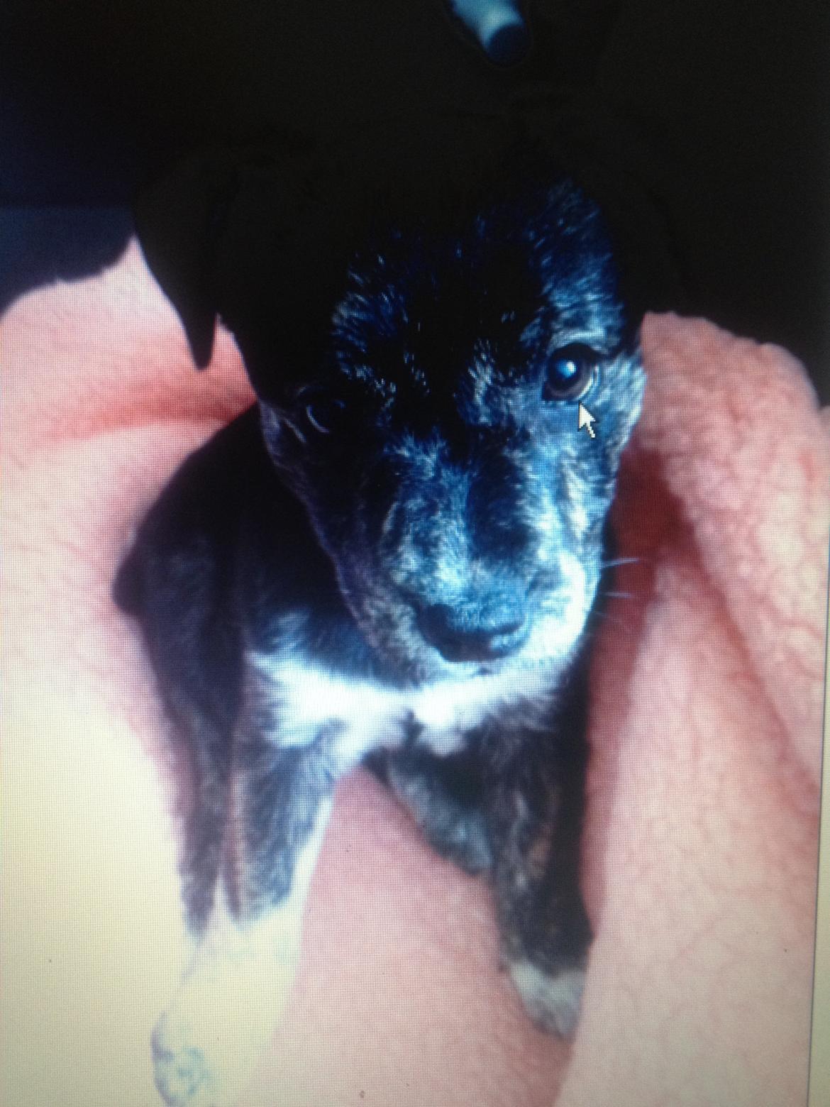 Blanding af racer Mynte billede 14