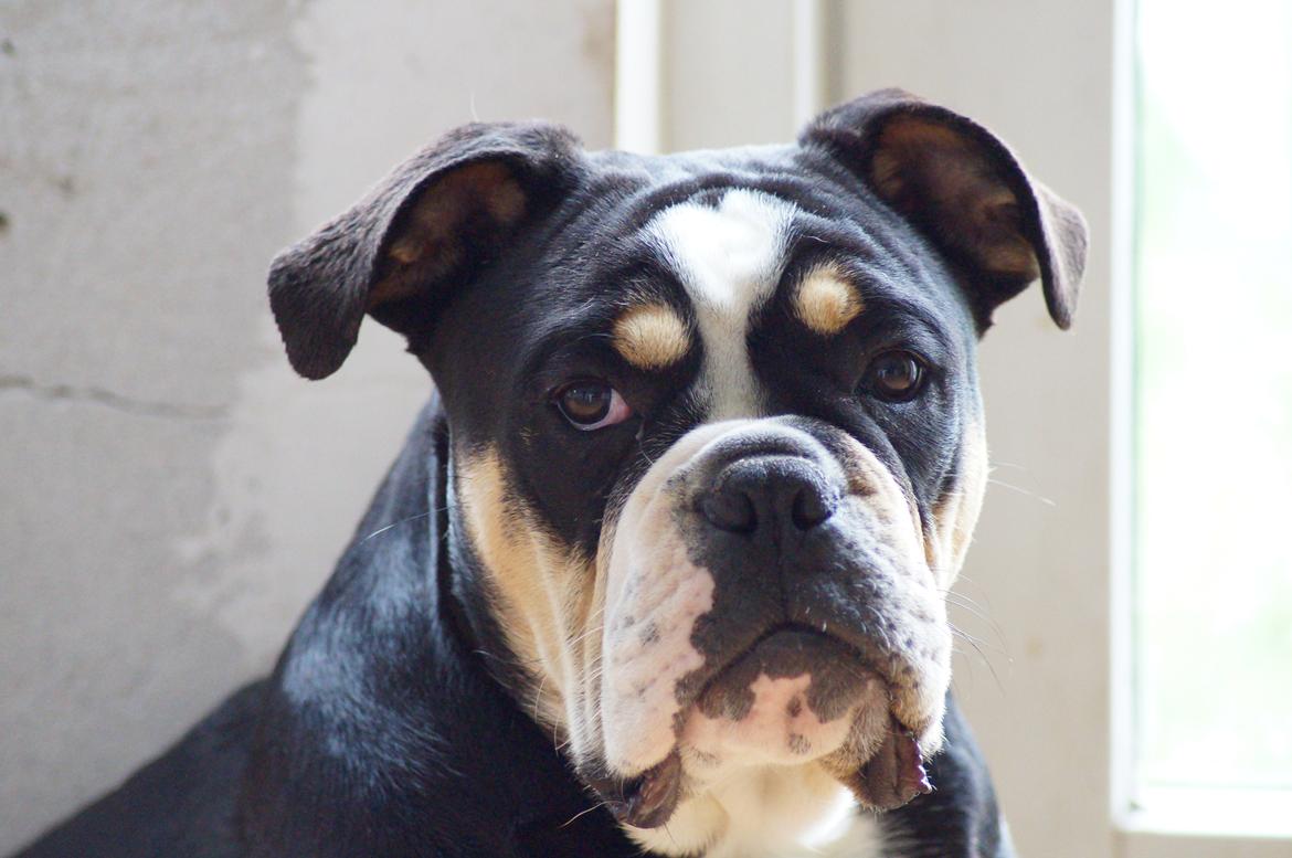 Olde english bulldogge Bulltok´s Baron fra Østergaard billede 9