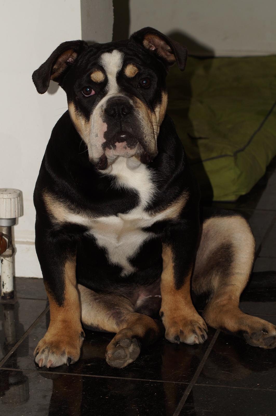 Olde english bulldogge Bulltok´s Baron fra Østergaard billede 10