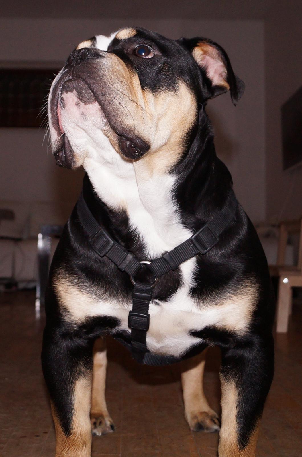 Olde english bulldogge Bulltok´s Baron fra Østergaard - 8 måneder billede 13