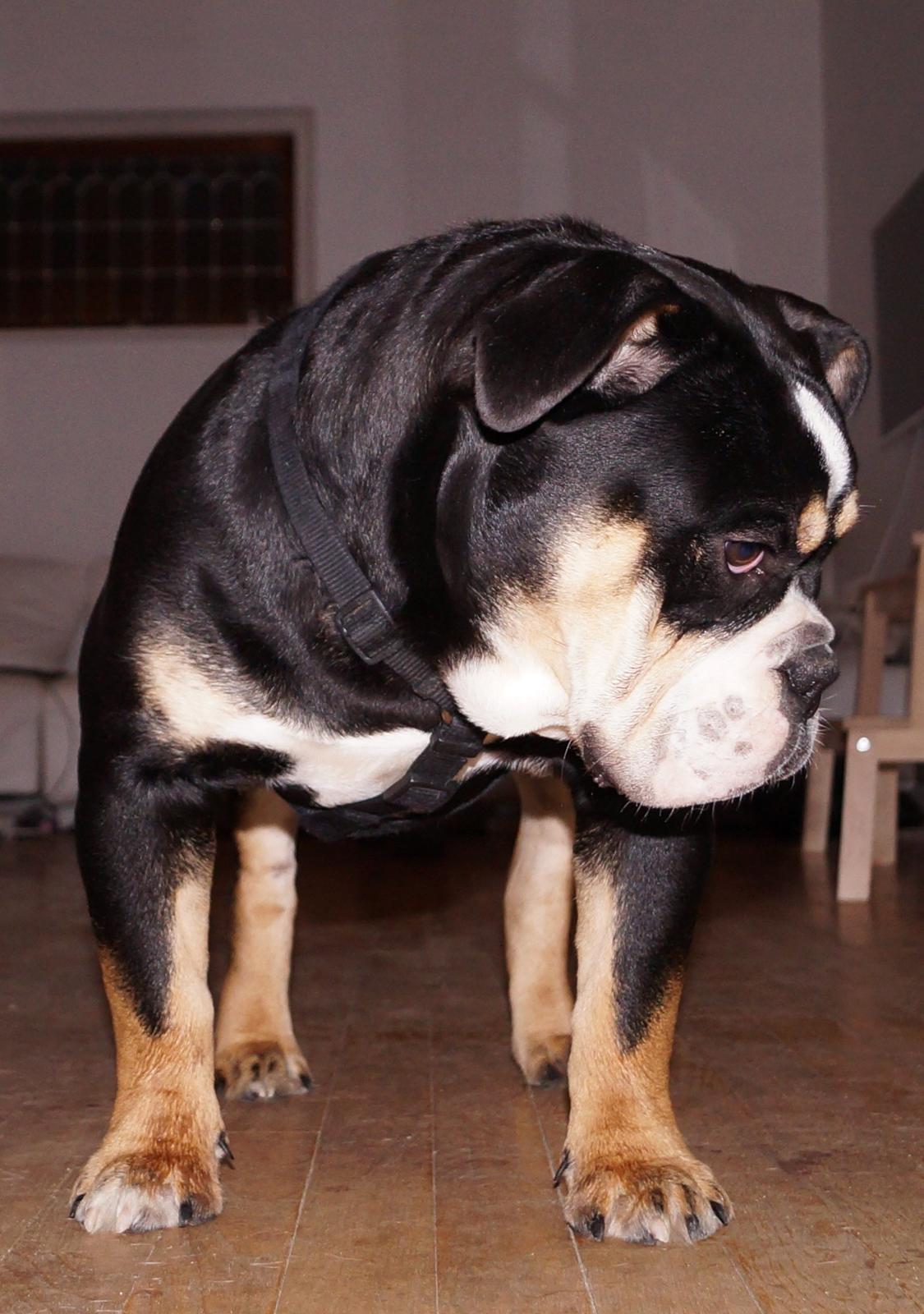 Olde english bulldogge Bulltok´s Baron fra Østergaard billede 14
