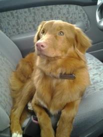 Nova scotia duck tolling retriever Alberte billede 13