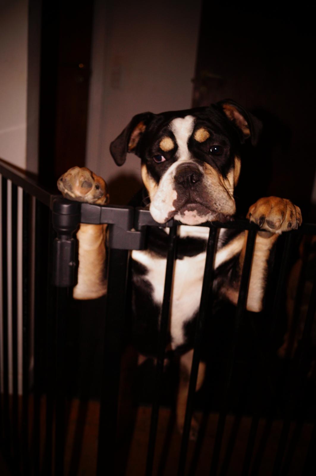 Olde english bulldogge Bulltok´s Baron fra Østergaard billede 11