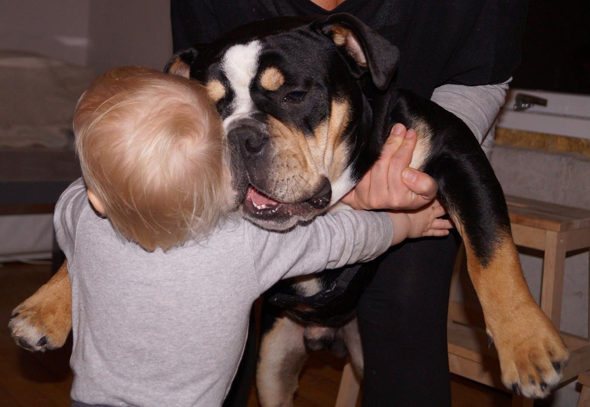 Olde english bulldogge Bulltok´s Baron fra Østergaard billede 15