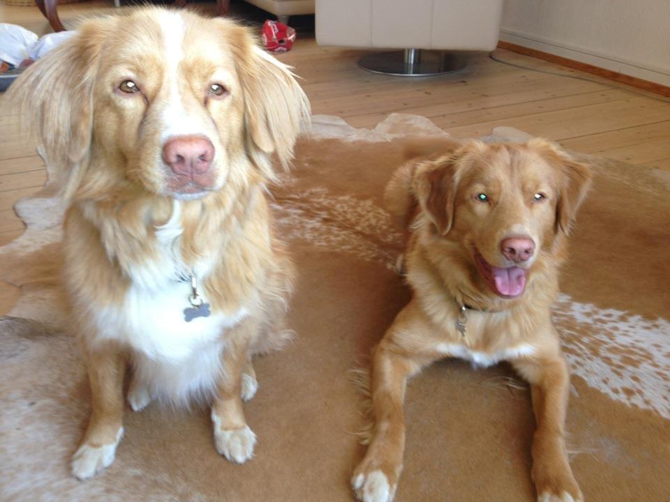 Nova scotia duck tolling retriever shaggy tollers stay with me (zippo) billede 2