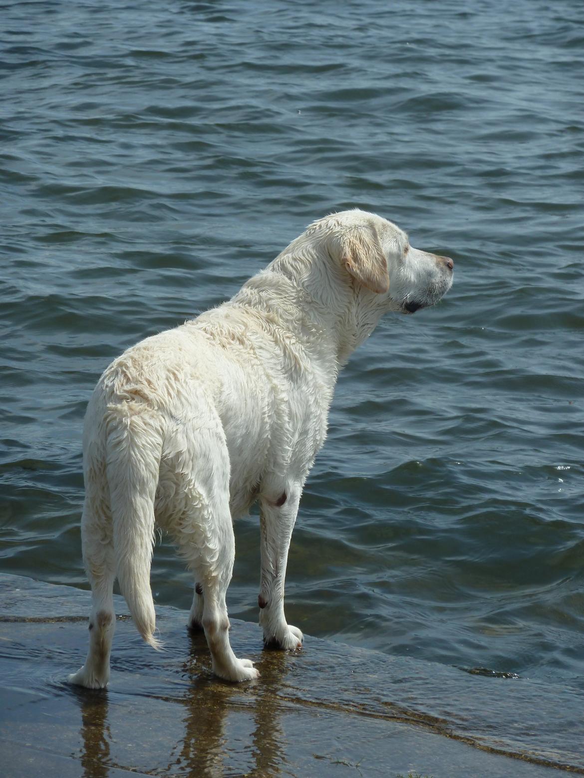 Labrador retriever Molly billede 1