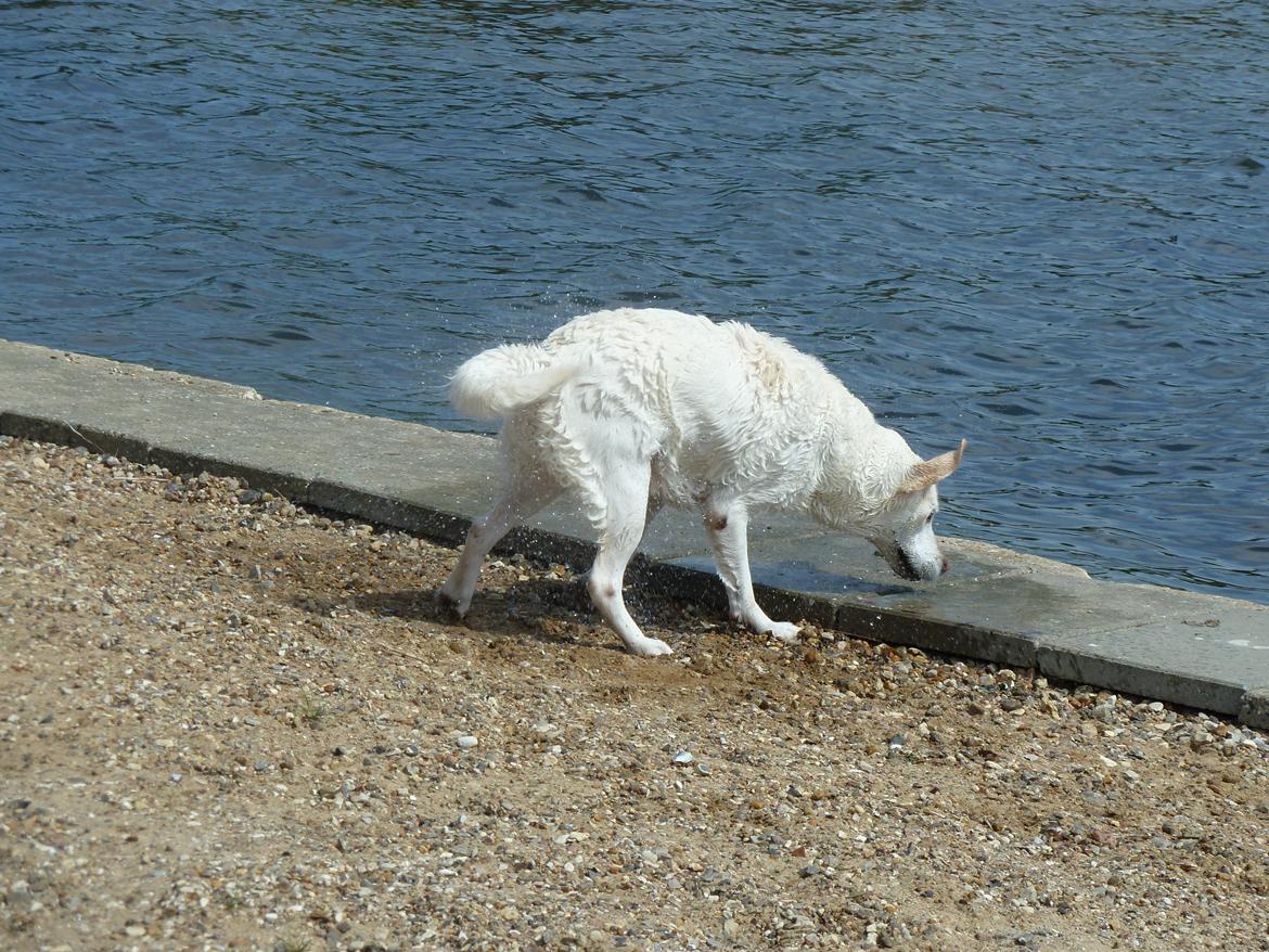 Labrador retriever Molly billede 4