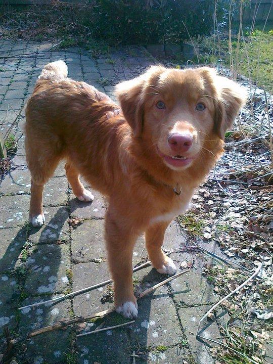 Nova scotia duck tolling retriever shaggy tollers stay with me (zippo) billede 3