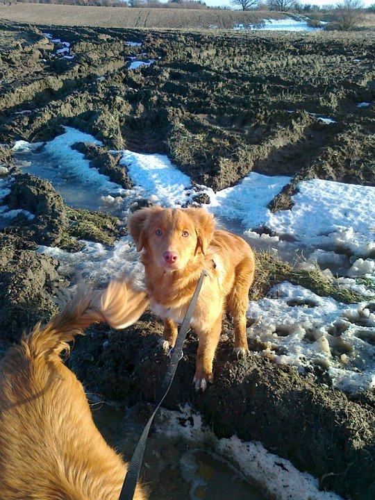 Nova scotia duck tolling retriever shaggy tollers stay with me (zippo) billede 4