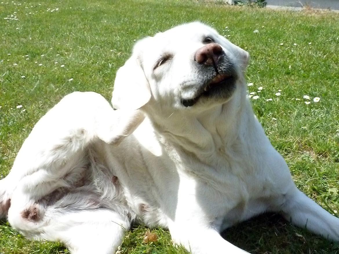 Labrador retriever Molly billede 2