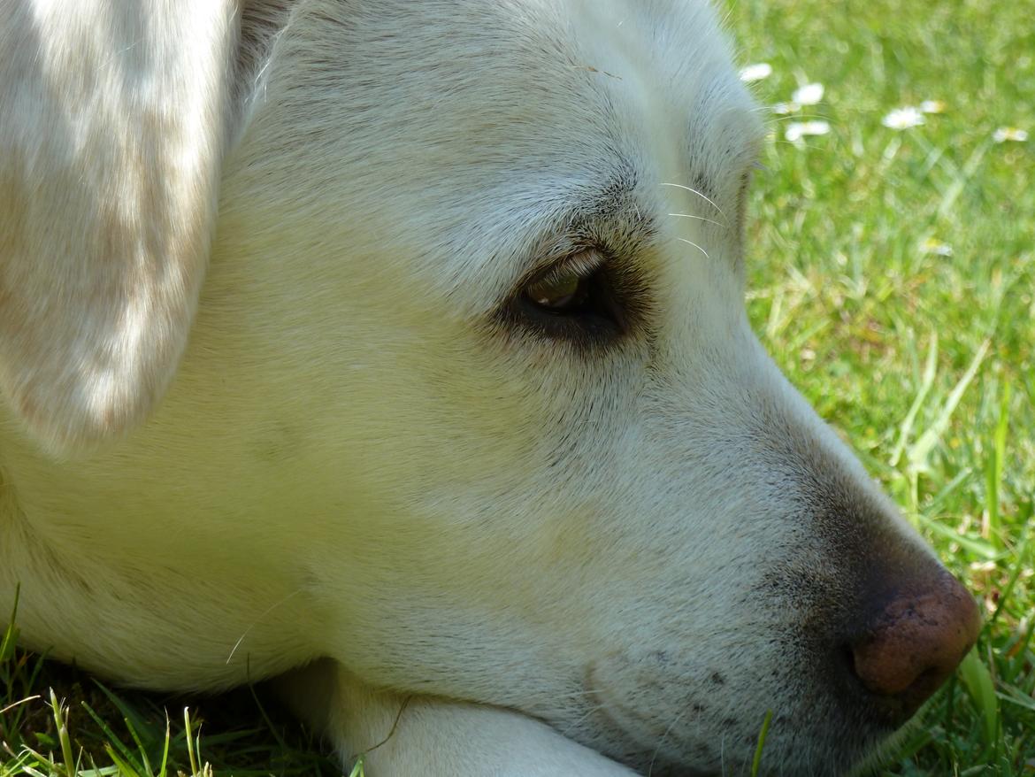 Labrador retriever Molly billede 5