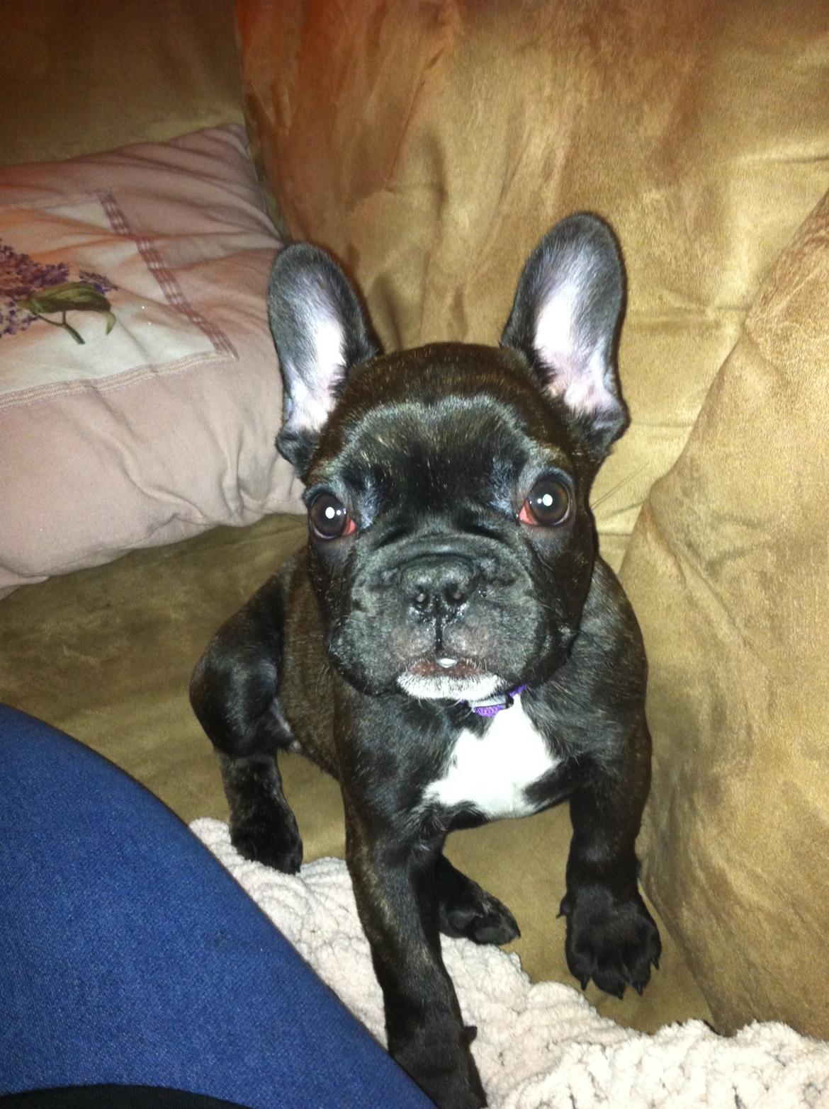 Fransk bulldog Luna Berta - Min første dag ved min nye familie :) billede 1