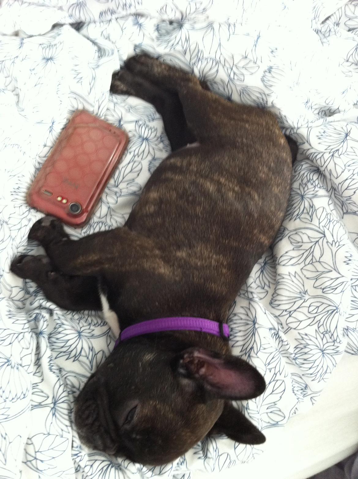 Fransk bulldog Luna Berta - Så stor var jeg da jeg kom helt hjem til min mor. billede 2