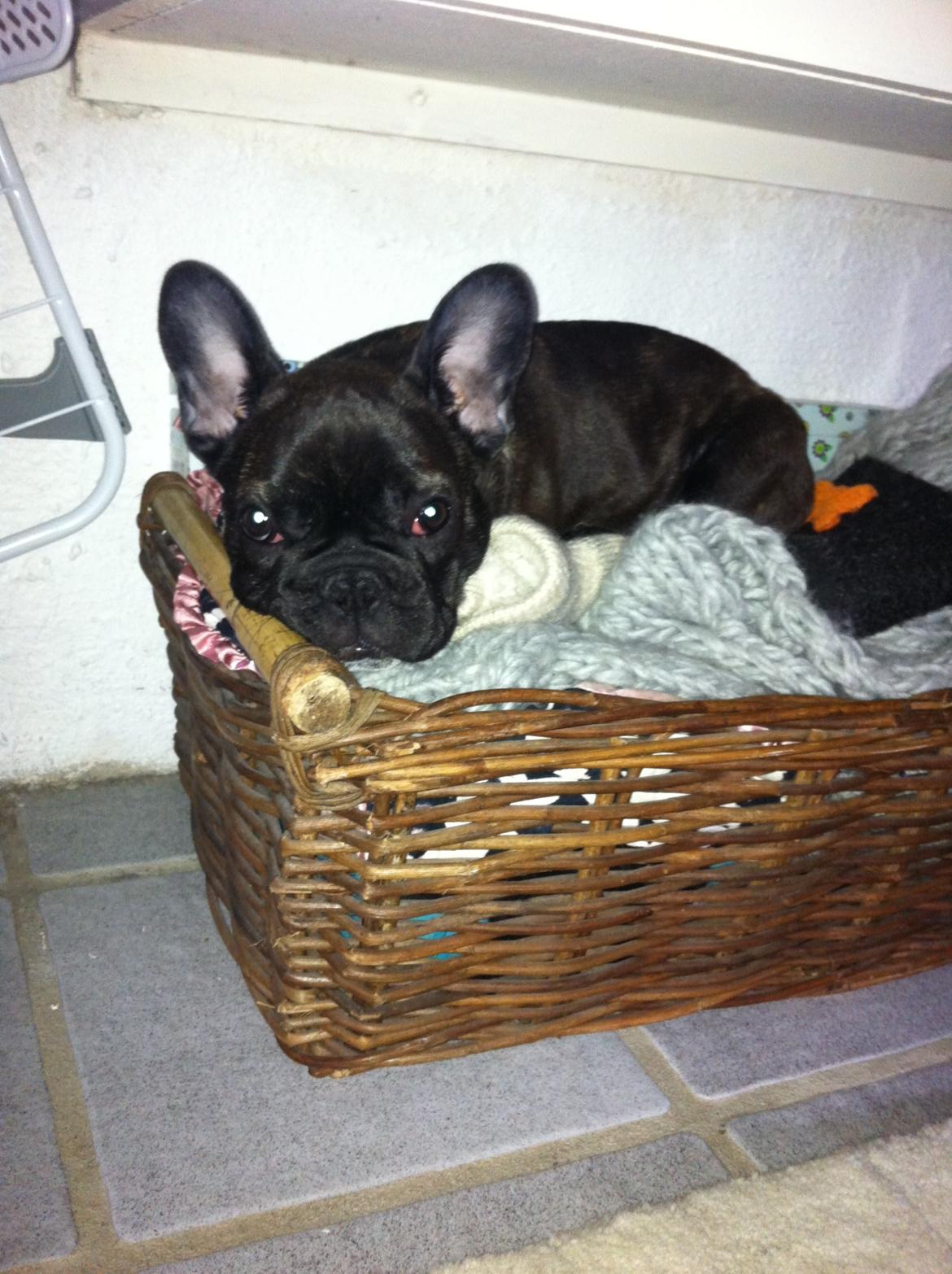 Fransk bulldog Luna Berta - Putter lige lige MOR ! billede 3