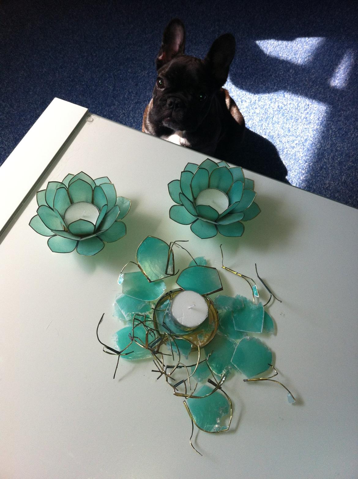 Fransk bulldog Luna Berta - Det eneste jeg nogen sinde har ødelagt endnu .. billede 4