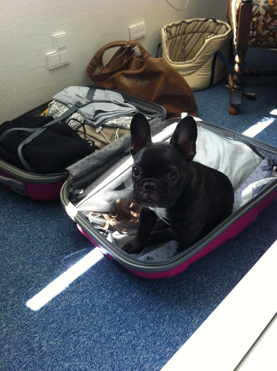 Fransk bulldog Luna Berta - Du rejser ikke uden mig. BASTA . billede 5