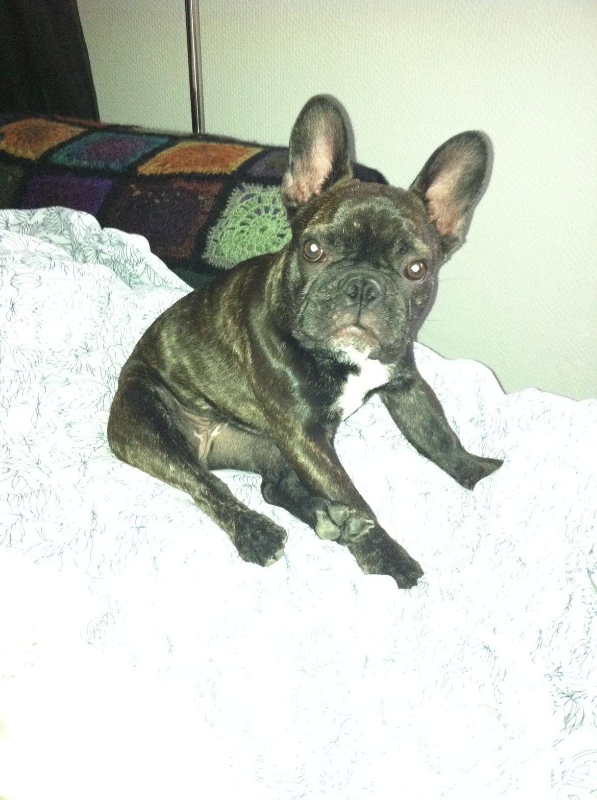 Fransk bulldog Luna Berta - Når jeg tager en slapper :) billede 6