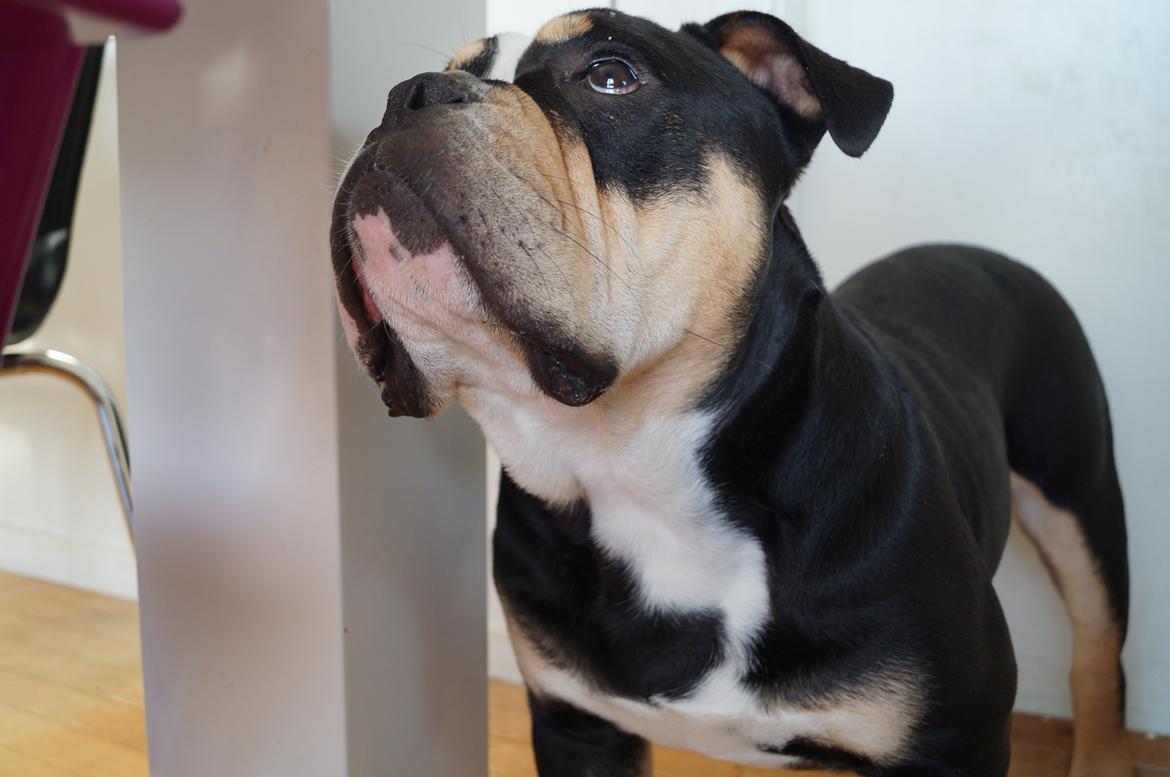 Olde english bulldogge Bulltok´s Baron fra Østergaard billede 12
