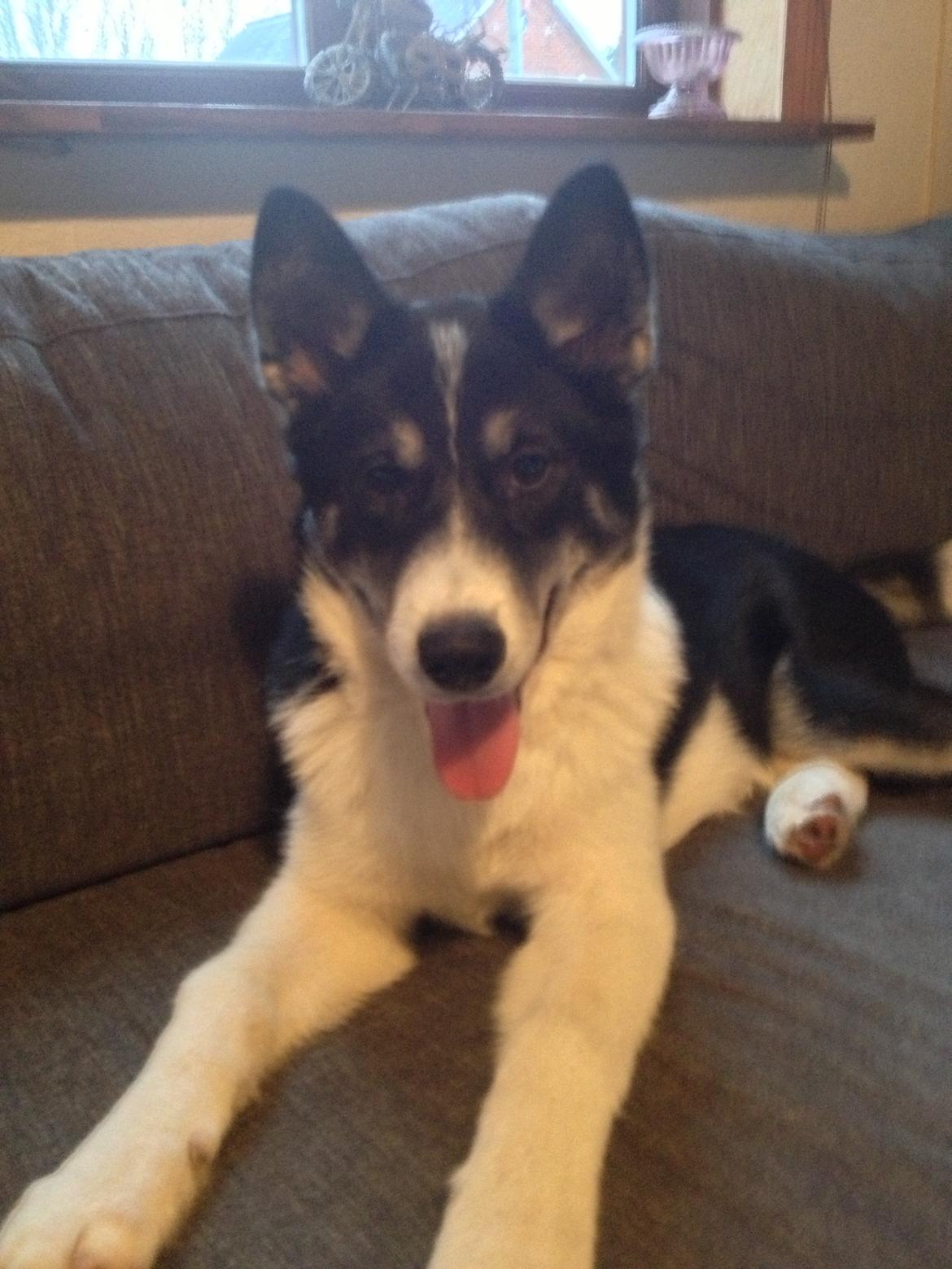 Siberian husky Sika Tidligere hund. ( Solgt Men savnet ) billede 1