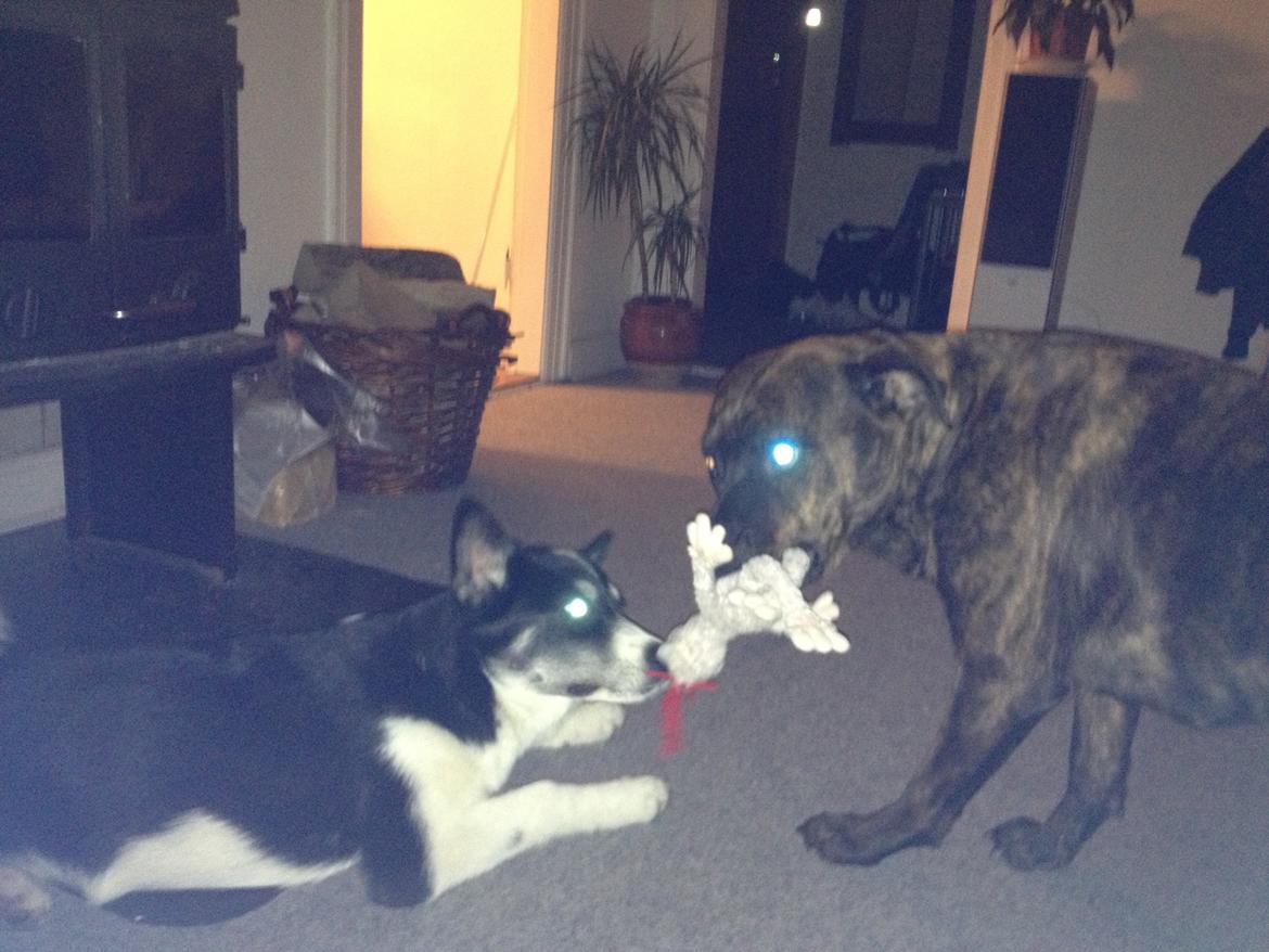 Siberian husky Sika Tidligere hund. ( Solgt Men savnet ) billede 2