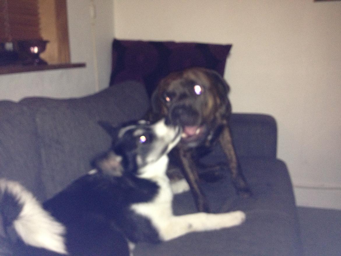 Siberian husky Sika Tidligere hund. ( Solgt Men savnet ) billede 3