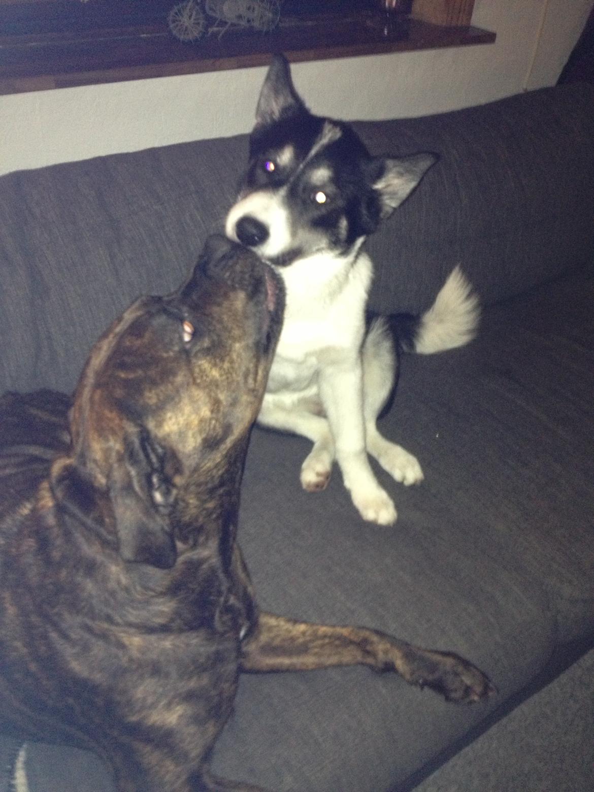 Siberian husky Sika Tidligere hund. ( Solgt Men savnet ) billede 4