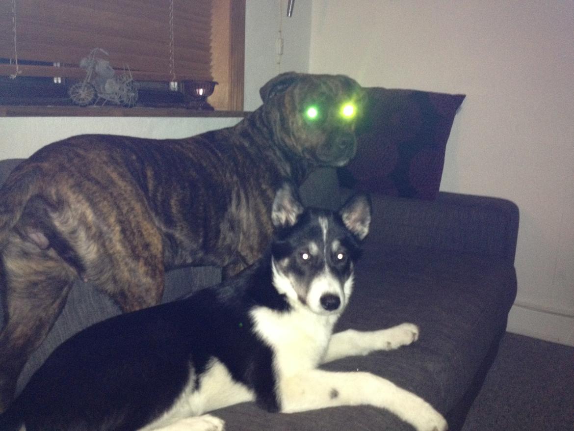 Siberian husky Sika Tidligere hund. ( Solgt Men savnet ) billede 5