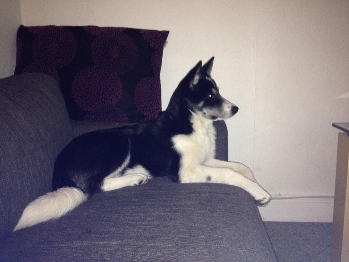 Siberian husky Sika Tidligere hund. ( Solgt Men savnet ) billede 6