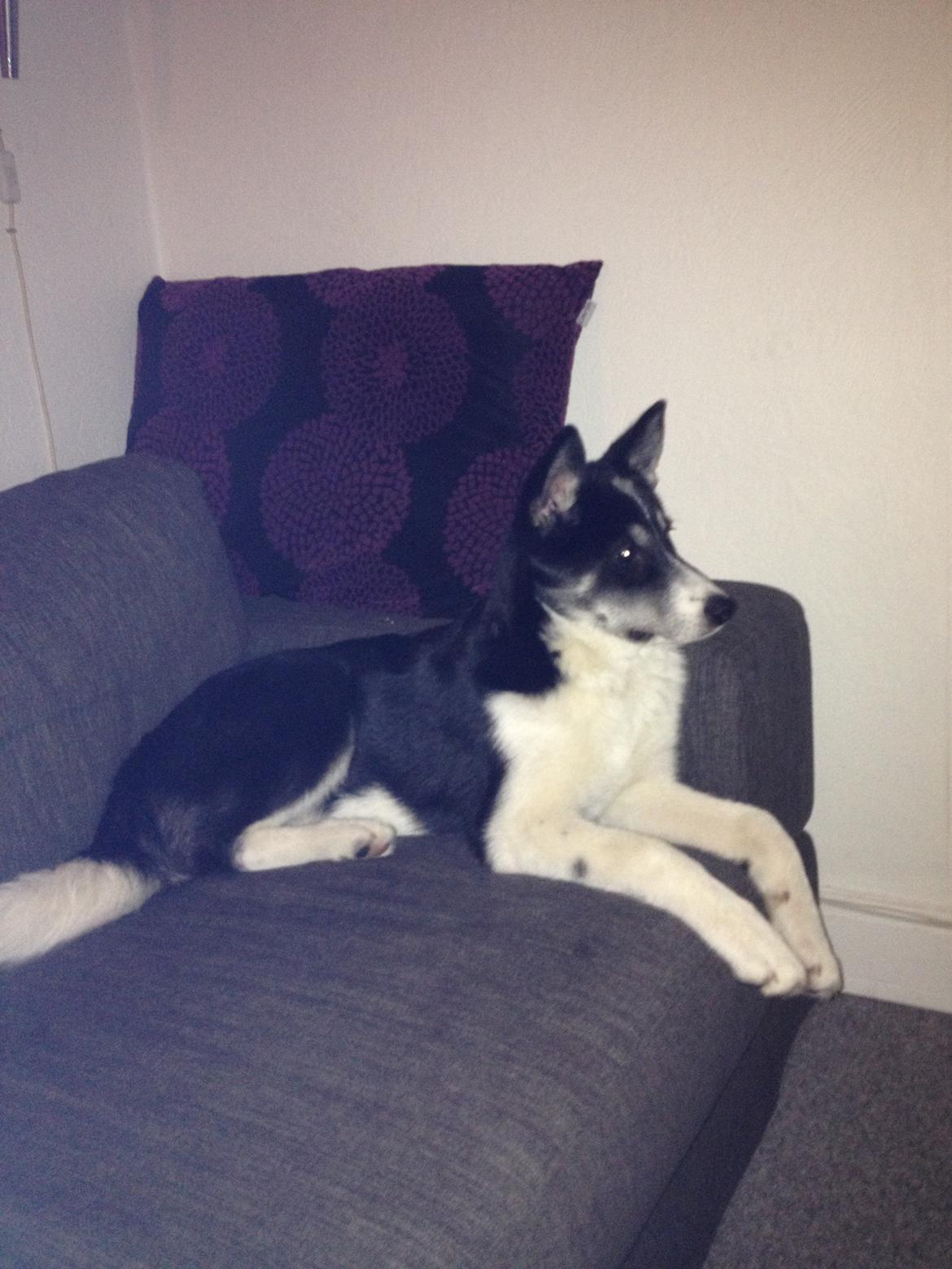 Siberian husky Sika Tidligere hund. ( Solgt Men savnet ) billede 7