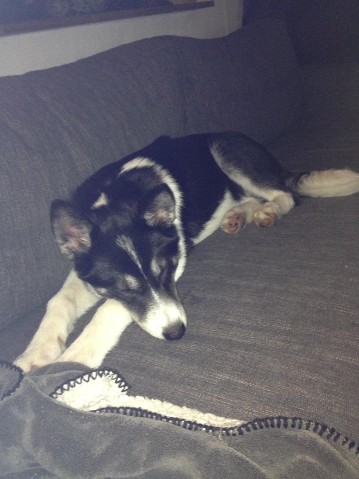 Siberian husky Sika Tidligere hund. ( Solgt Men savnet ) billede 8