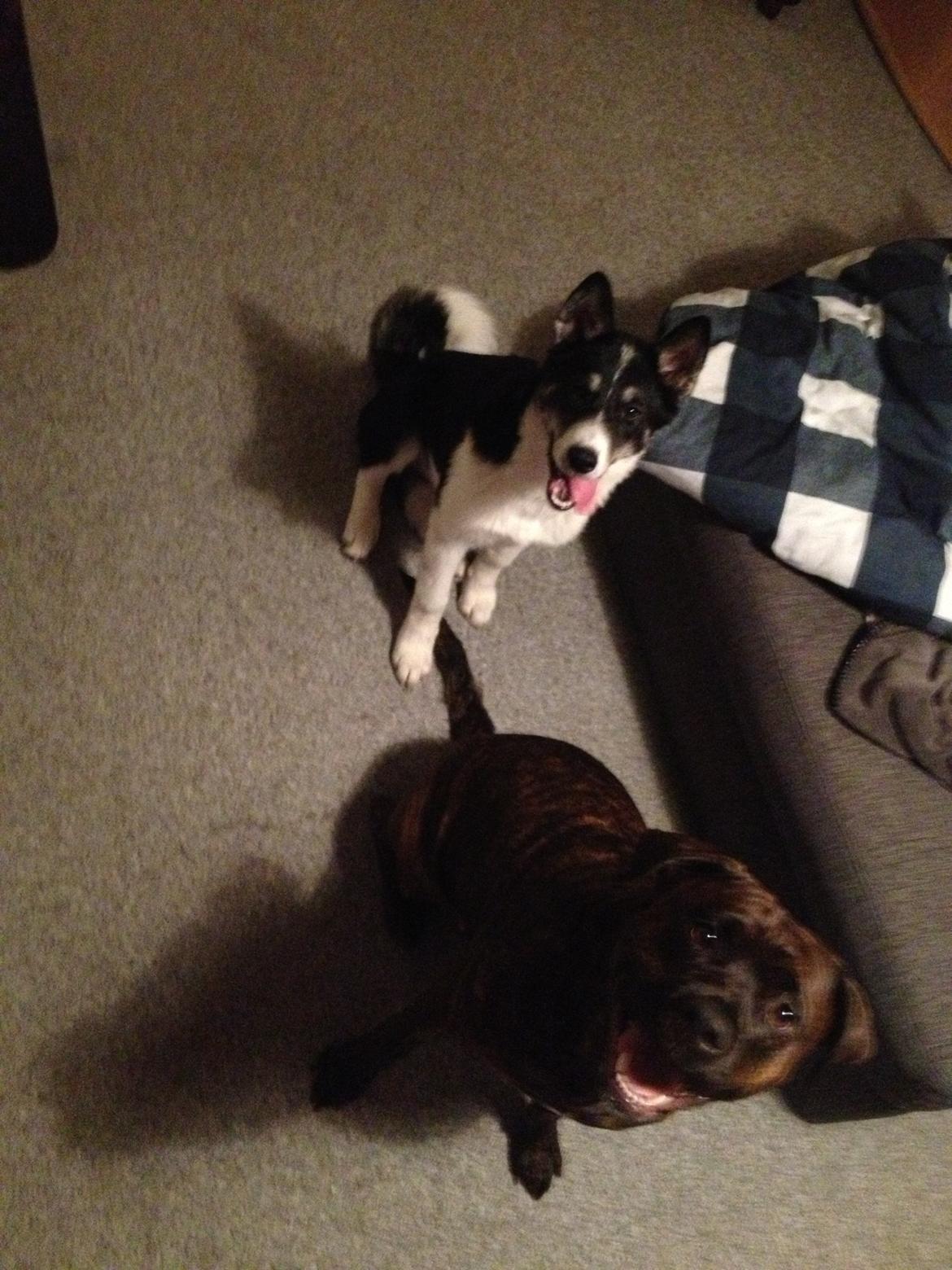 Siberian husky Sika Tidligere hund. ( Solgt Men savnet ) billede 9