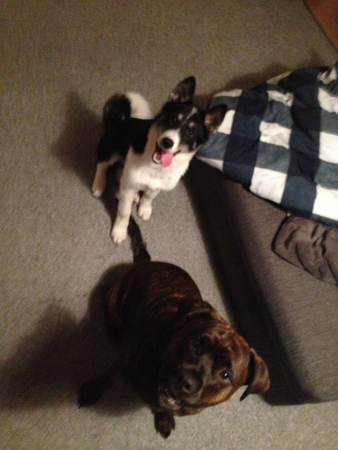 Siberian husky Sika Tidligere hund. ( Solgt Men savnet ) billede 10