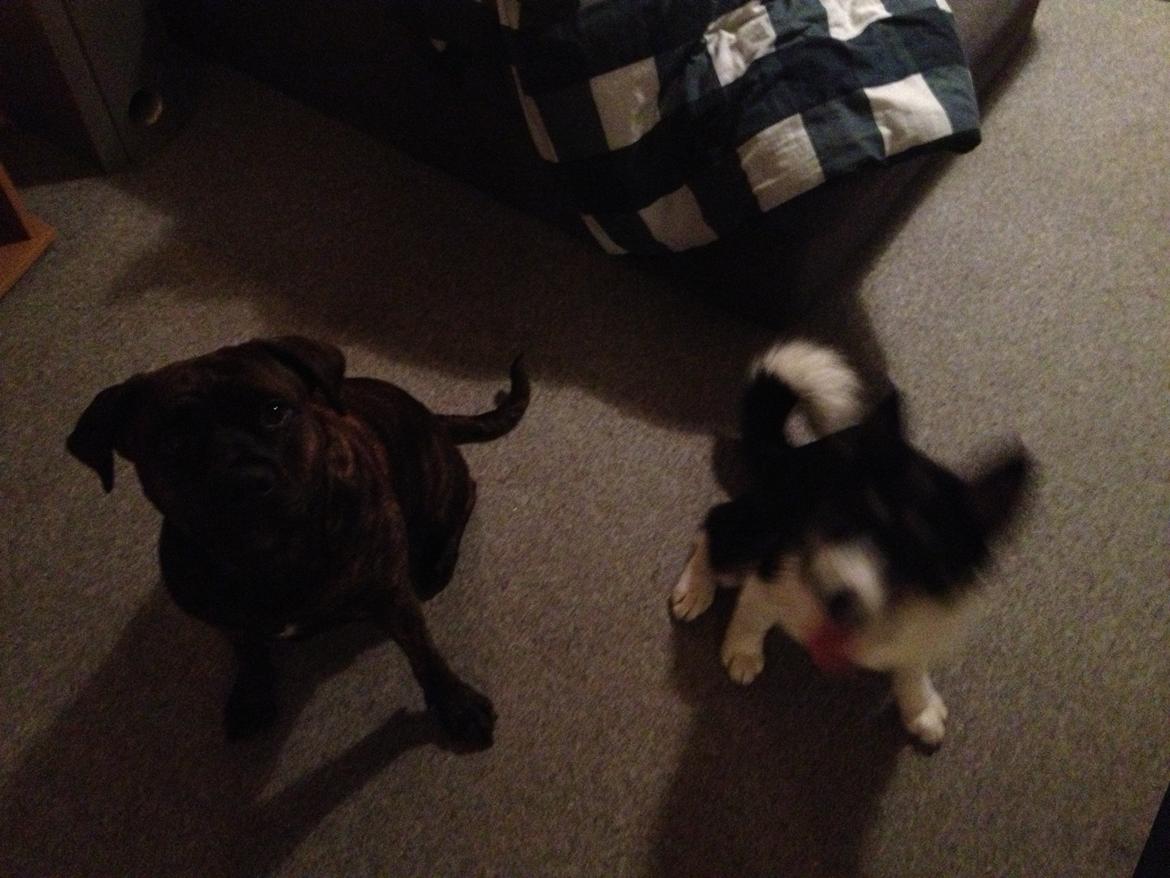 Siberian husky Sika Tidligere hund. ( Solgt Men savnet ) billede 11