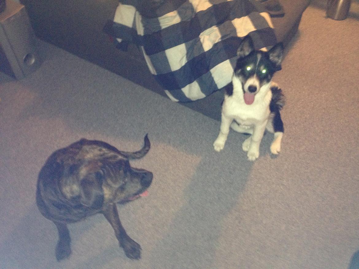 Siberian husky Sika Tidligere hund. ( Solgt Men savnet ) billede 12