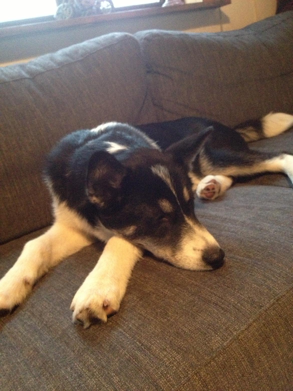 Siberian husky Sika Tidligere hund. ( Solgt Men savnet ) billede 13