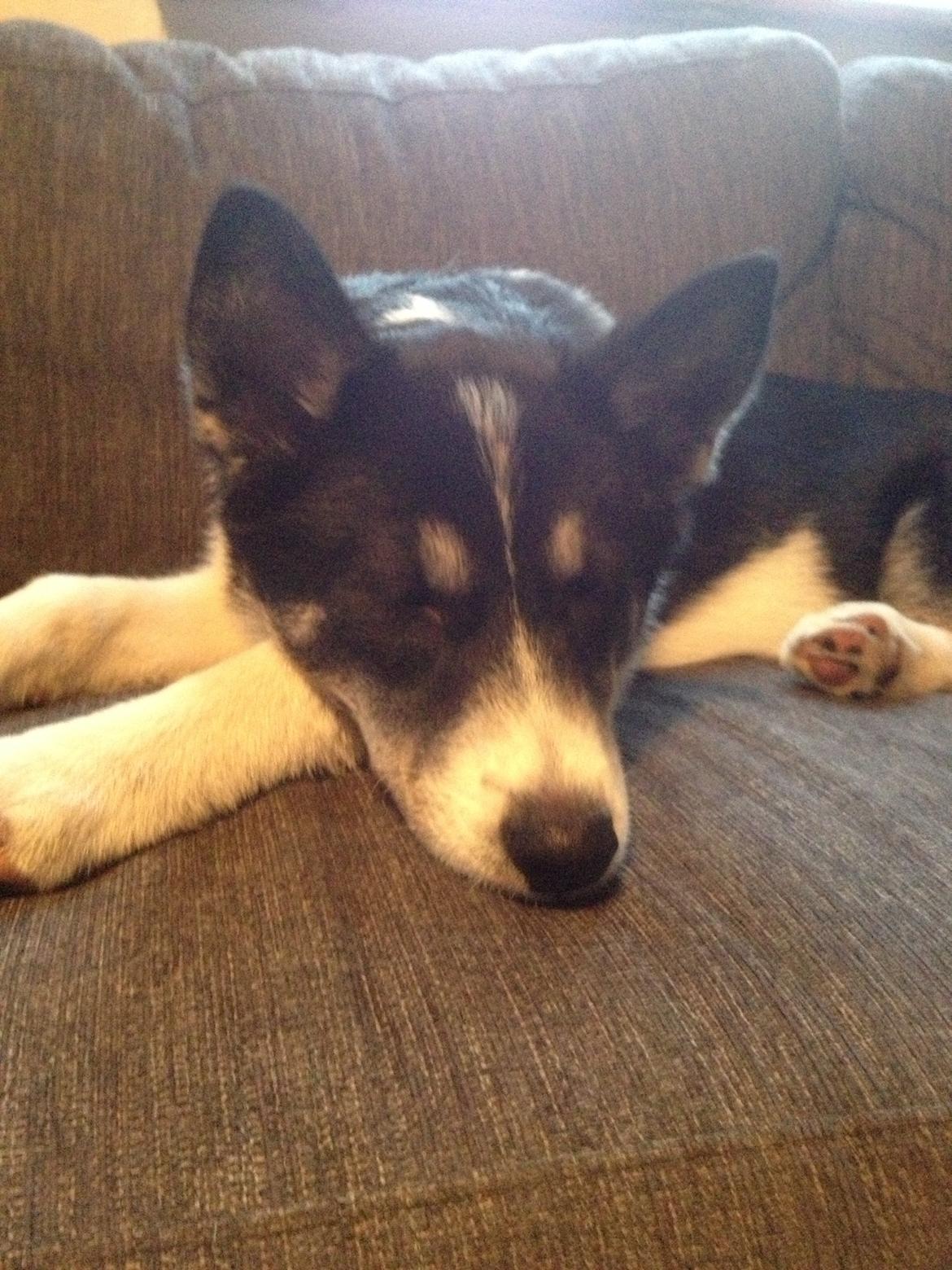 Siberian husky Sika Tidligere hund. ( Solgt Men savnet ) billede 14