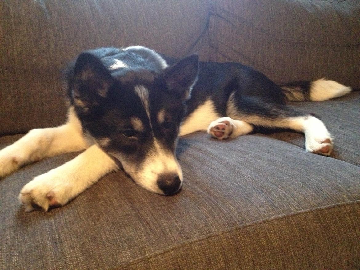 Siberian husky Sika Tidligere hund. ( Solgt Men savnet ) billede 15