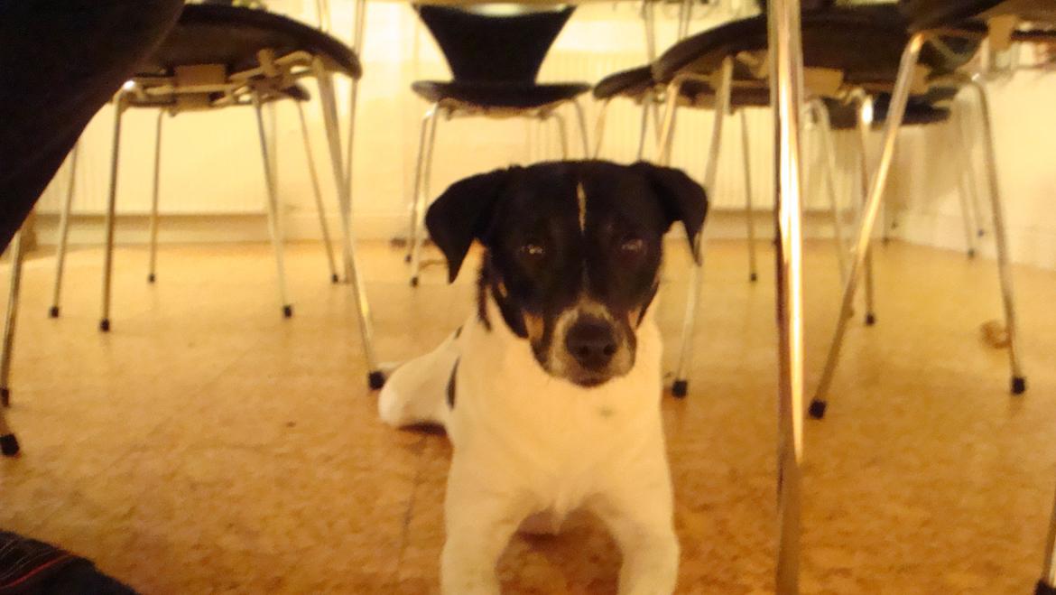 Dansk svensk gaardhund smutt billede 11