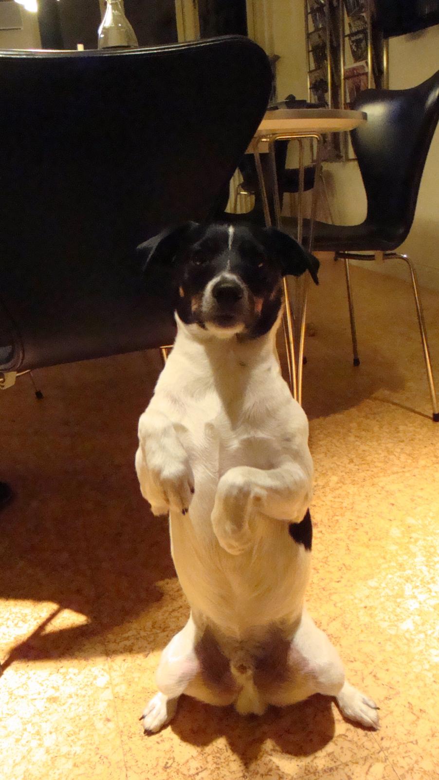 Dansk svensk gaardhund smutt billede 1