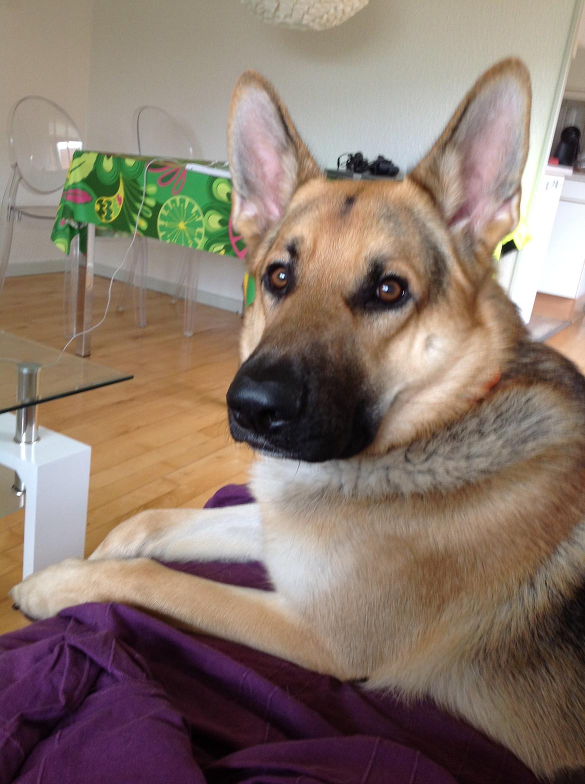 Schæferhund Kimba billede 6