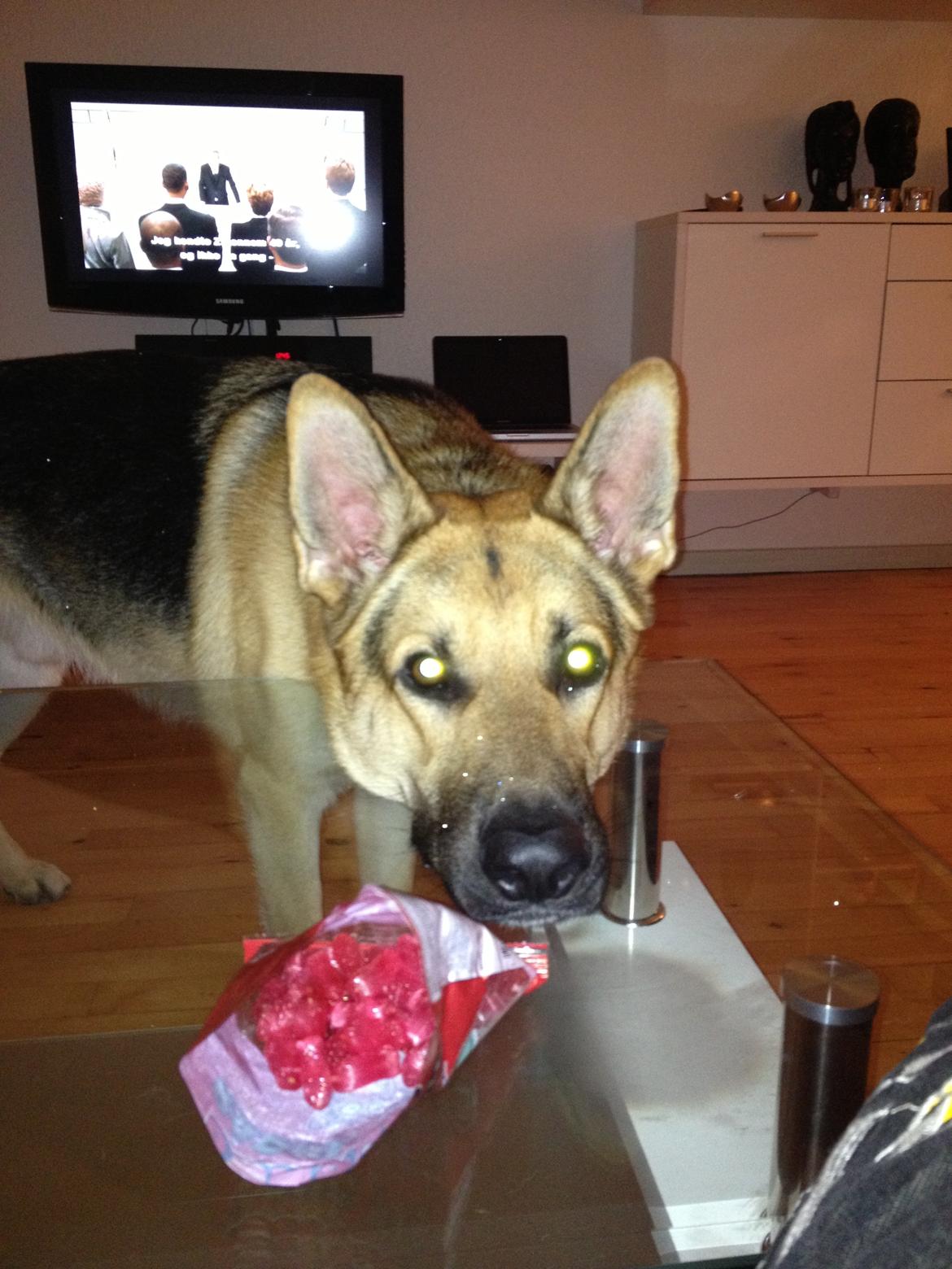 Schæferhund Kimba billede 7