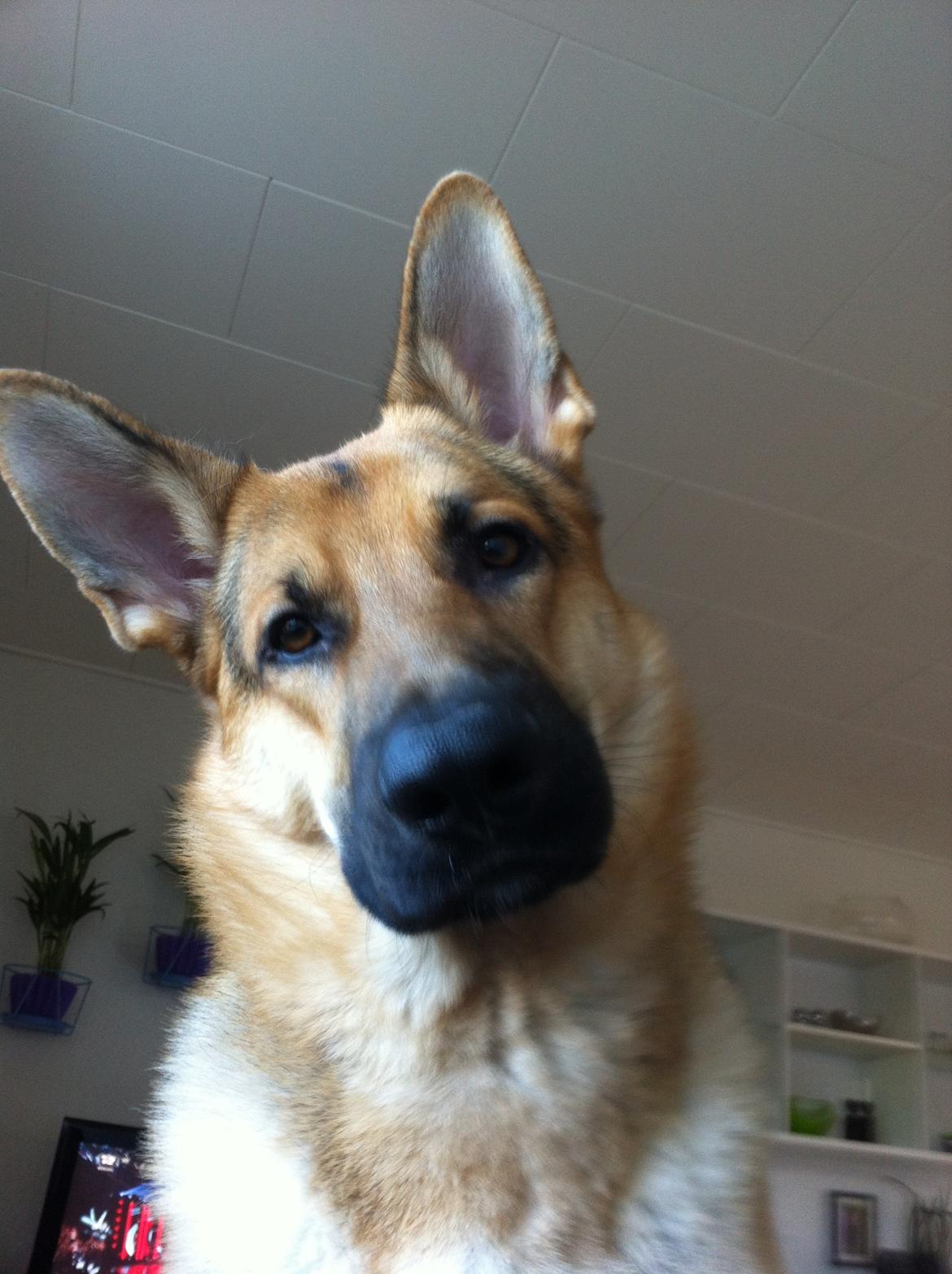 Schæferhund Kimba billede 8