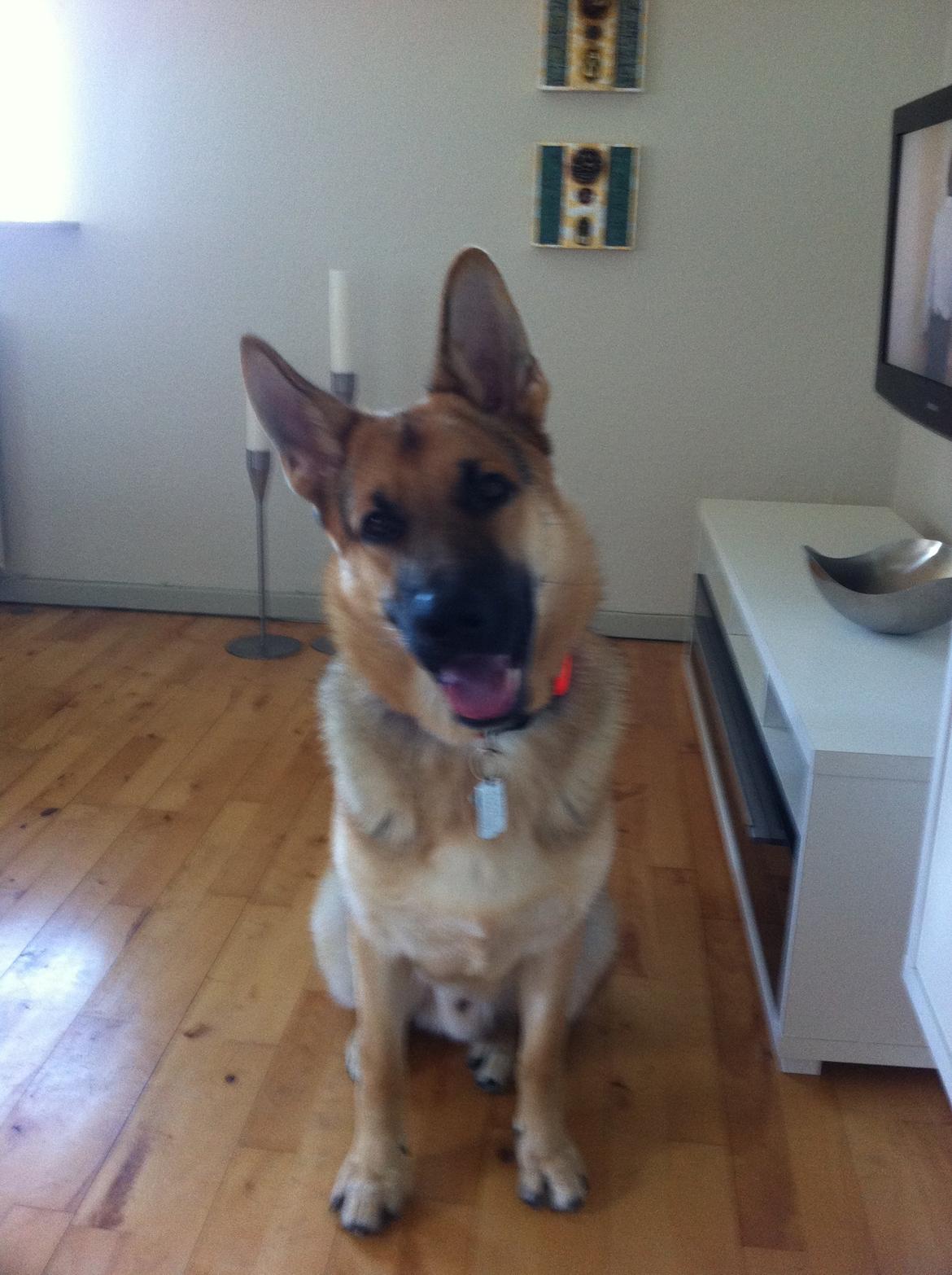 Schæferhund Kimba billede 9